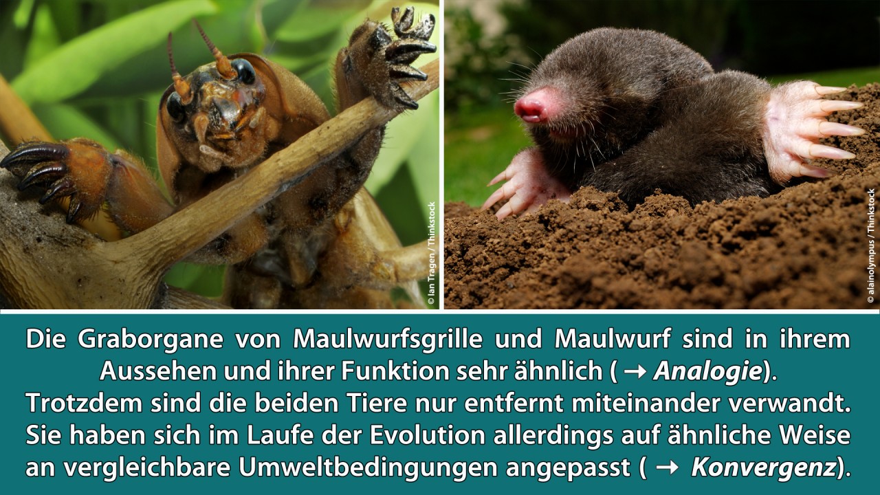 Evolution und Optimierung